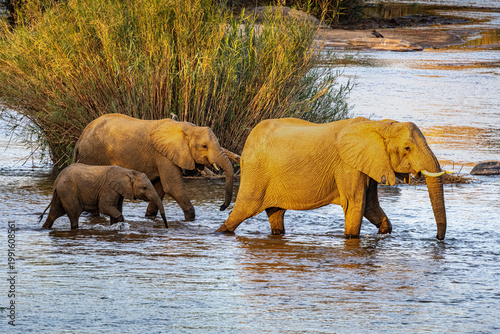 African Elephant family with calf crossing river, Kruger National Park, South Africa