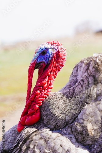 Close up of domestic turkey with red wattle and copy space. Detailed poultry bird portrait outdoors, natural light, rural farm animal concept.