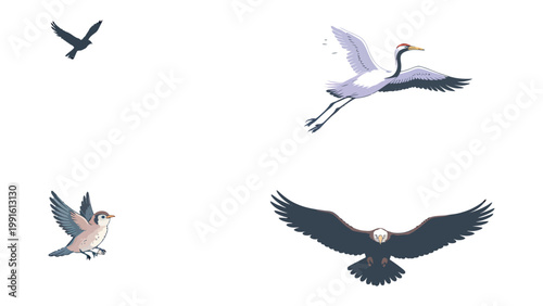  Soaring Avian Symphony: A captivating illustration of diverse birds in mid-flight, showcasing graceful wingspans and effortless movement in an airy composition.