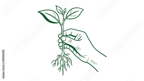 Nurturing Growth: A hand delicately holds a sprouting plant, symbolizing the nurturing of new life, growth, and the cultivation of nature's potential.