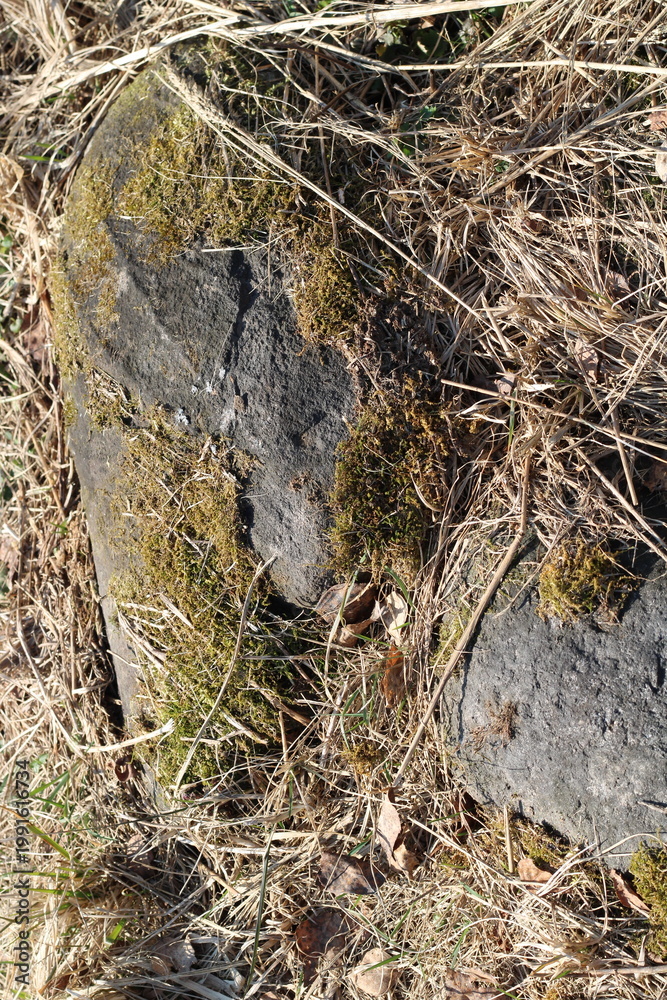 Fototapeta premium a stone covered with moss,