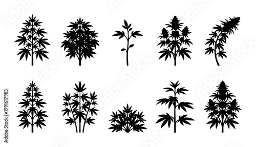 Cannabis plant silhouettes, set of 10 marijuana bush icons, black hemp leaf and bud vector illustrations, medicinal weed plant shapes on white background