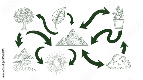 Life Cycle Illustration: An artistic sketch depicts the cyclical journey of nature, tracing the growth, transformation, and renewal of the natural world.