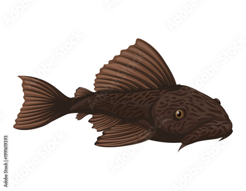 Pleco Fish Illustration Vector