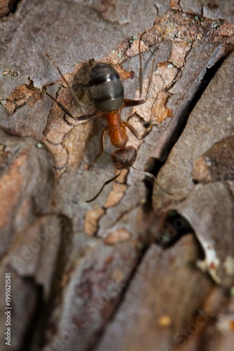 ant on a wood