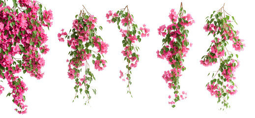 Pink bougainvillea flower branches isolated on white