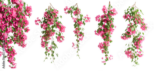 Fotografía Pink bougainvillea flower branches isolated on white