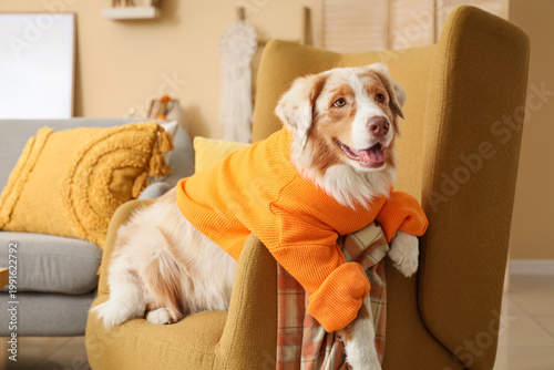 Cute Australian Shepherd do...