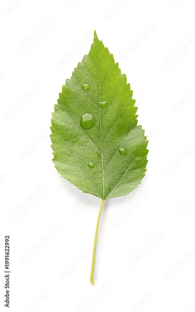 Fototapeta premium Green apple tree leaf with water drops isolated on white background