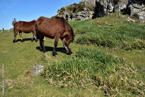 Tableau sur toile Caballo rascando una pata en el monte