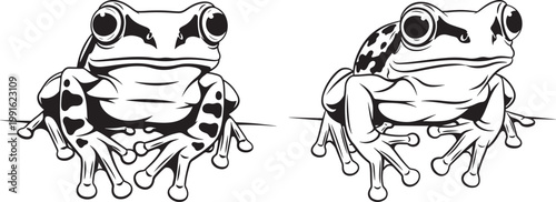 Two frogs sitting on a surface with black and white side by side amphibian wildlife illustration creature together parallel