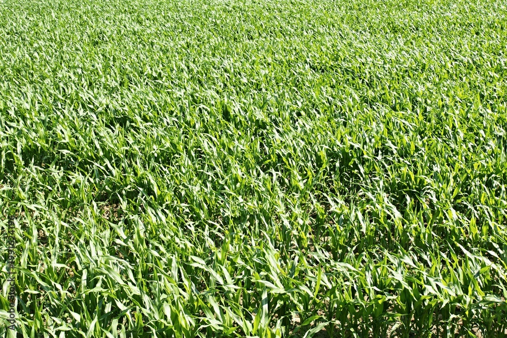 Fototapeta premium Green corn field growing young maize plants