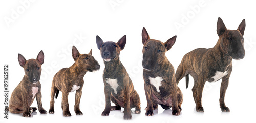 Obraz na plátne miniature bull terriers in studio