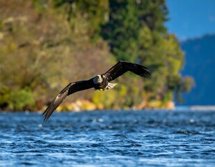 Majestic Bald Eagle Soaring Low Over Sparkling Blue River Water Against A Lush Forest Backdrop Sharp Action Photography Of American Bird Of Prey