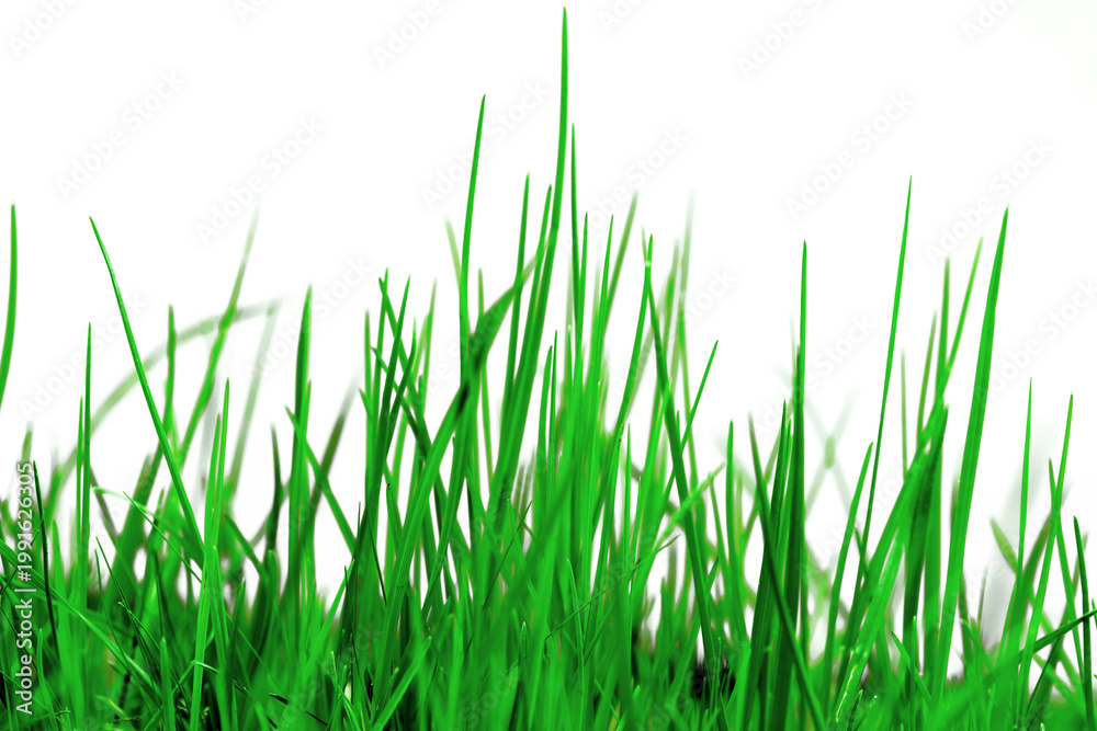 Fototapeta premium green grass of high-qualityisolated on a transparent background, perfect for adding to your design.