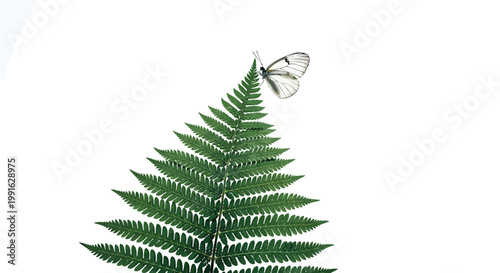 Green fern leaf, butterfly, nature, botanical, illustration, white background
