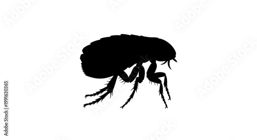 Black silhouette of a flea insect.