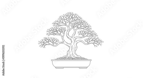 Bonsai tree in a pot.
