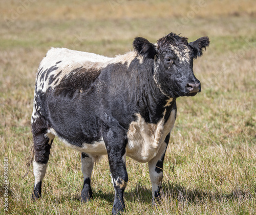 A Speckle Park steer, with its spotted black and white coat, is a Canadian beef cattle breed and a cross between an Aberdeen Angus and a Shorthorn, seen here near Armidale, New South Wales, Australia.