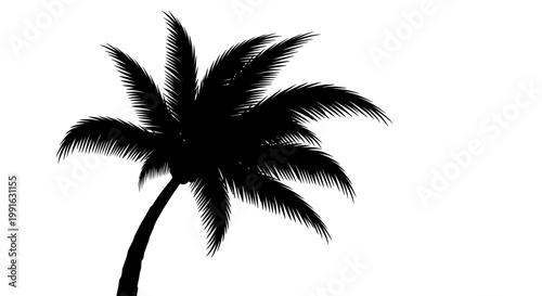 Silhouette of a single palm tree.