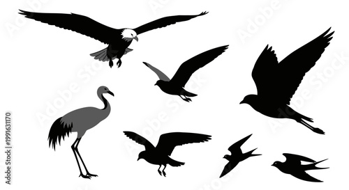 Silhouette of flying birds together.