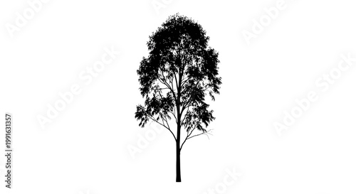 Tree Silhouette Against White Background.