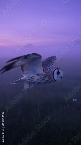 Owl in misty landscape at sunset