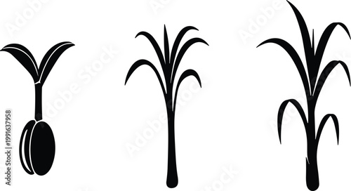 Corn Maize Plant Growth Stages Icon Set with Seed Sprout Young Stalk and Mature Tassel Silhouettes for Agriculture Farming Ecology Designs