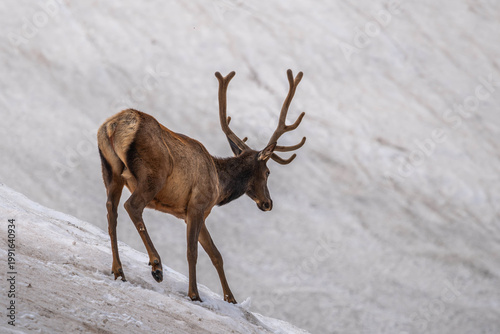 Resting Elk on Alpine Slope in Rocky Mountain NP, Colorado