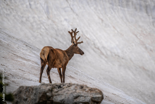Resting Elk on Alpine Slope in Rocky Mountain NP, Colorado