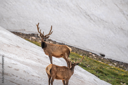 Resting Elk on Alpine Slope in Rocky Mountain NP, Colorado