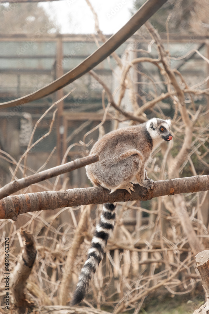 Naklejka premium Close-up portrait of a cute lemur with expressive eyes at Zájezd Zoo, charming wildlife photography of exotic primate in a naturalistic habitat, Czech Republic, March 2026