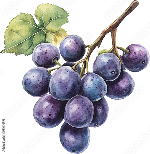 Bunch of purple grapes hanging.