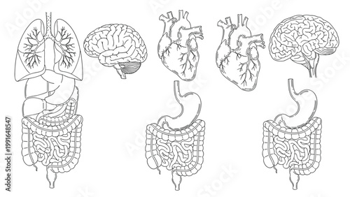 Scientific set of anatomical illustrations showing internal human organs including the brain, heart, lungs, and digestive system.