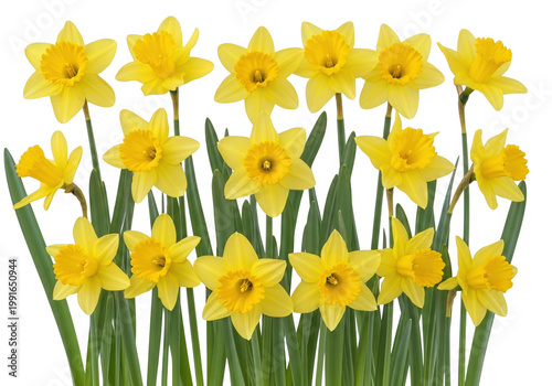 A bunch of yellow daffodils with green stems isolated on transparent background, PNG
