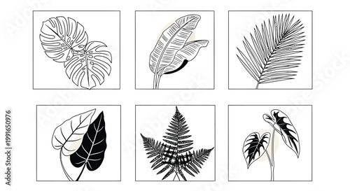 Tropical leaf illustrations, black and white palm fronds, vector graphics, botanical icons, 6 piece set