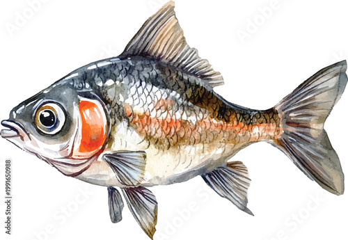 Detailed illustration of a single fish.