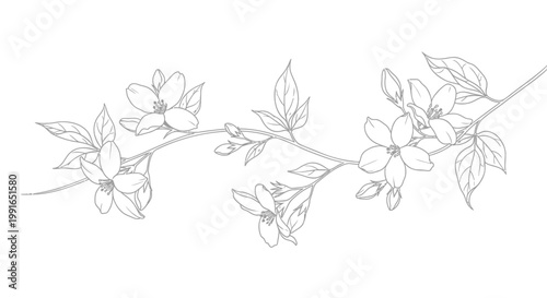 Floral branch, line art flowers, minimalist botanical, vector illustration, grey