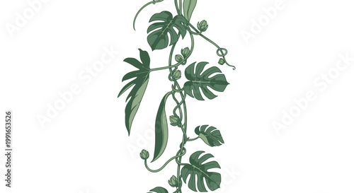 Tropical monstera leaves, green foliage, climbing plant, vector illustration, botanical elements