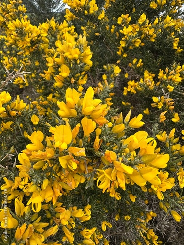 Foto yellow gorse flowers background