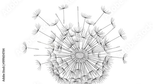 Dandelion, dandelion seeds, blowing dandelion, seed dispersal, botanical illustration