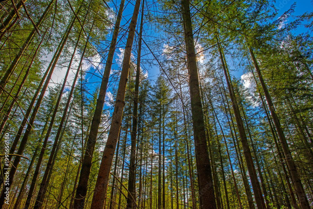 Fototapeta premium Forest in bright sunlight in springtime, Lage Vuursche, Utrecht, Netherlands, April 19, 2026