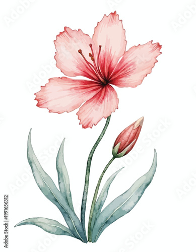 Pink Hibiscus Flower with Bud and Green Leaves