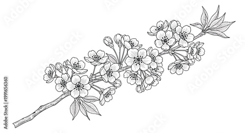 Floral branch, blooming flowers, line art illustration, black and white, vector graphics