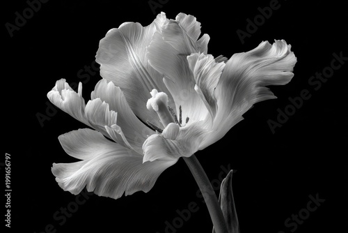 A striking black and white studio shot showcases the intricate details and delicate beauty of a ruffled tulip blossom against a stark black background.