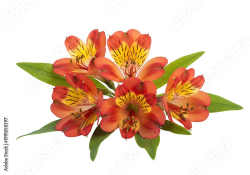 Beautiful bouquet of orange alstroemeria flowers isolated on transparent background