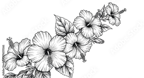 Hibiscus flowers, floral illustration, black and white, line art, vector graphics