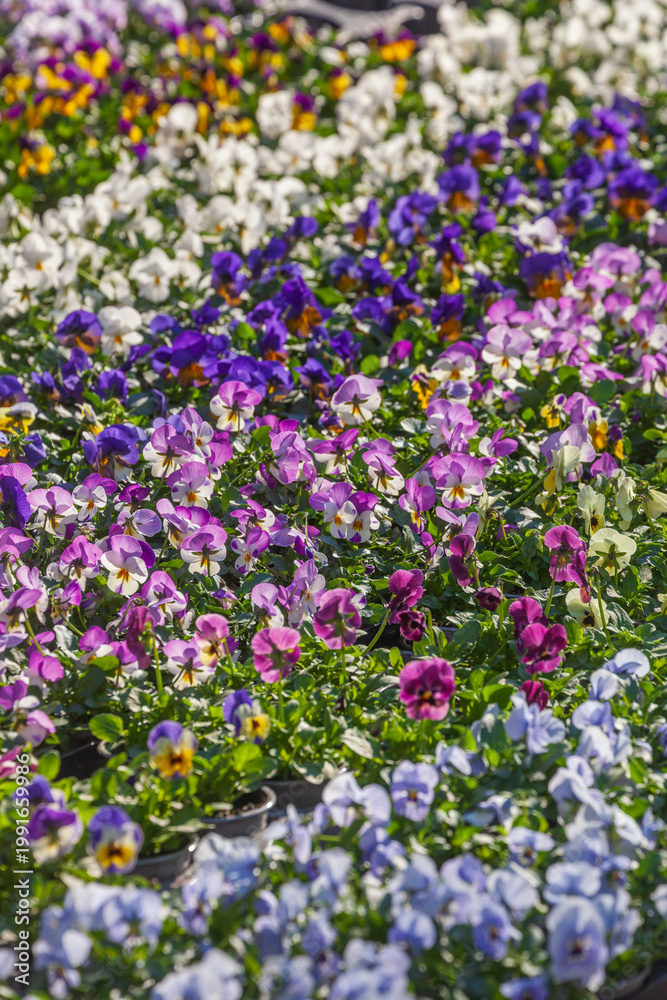Obraz premium Bunte Hornveilchen auf einem Blumenmarkt stehend, Deutschland