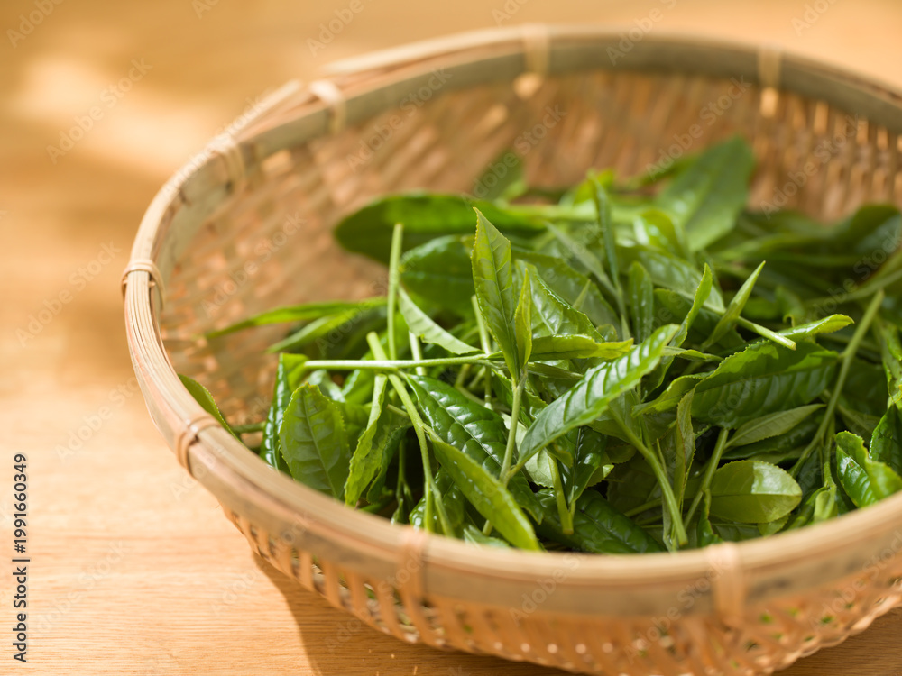 Naklejka premium 茶葉 新茶 手摘み