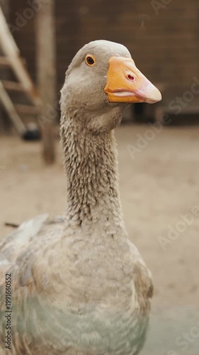 Frontal goose stare into camera with direct eye contact, upright neck and slightly open beak, animated alert